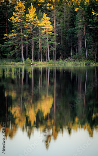 Reflections of the forest on a lake