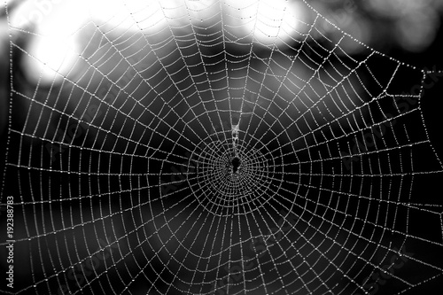 Fototapeta Wet Spider Web