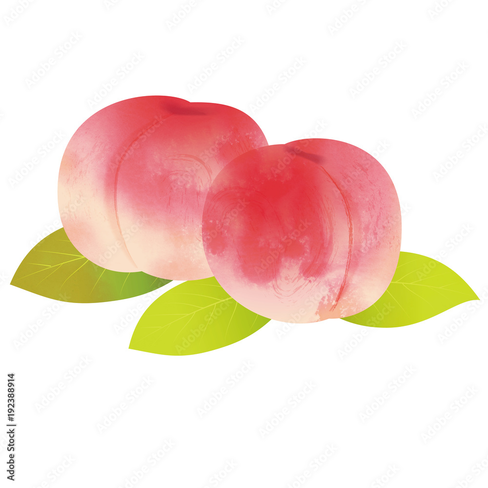 モモのイラスト 桃の実 手描き風イラスト 墨絵 水彩画 Stock Illustration Adobe Stock