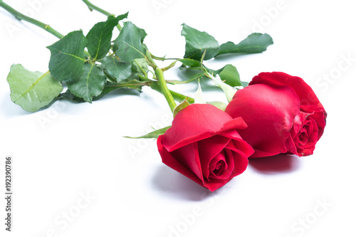 Fototapeta Naklejka Na Ścianę i Meble -  red roses on white background