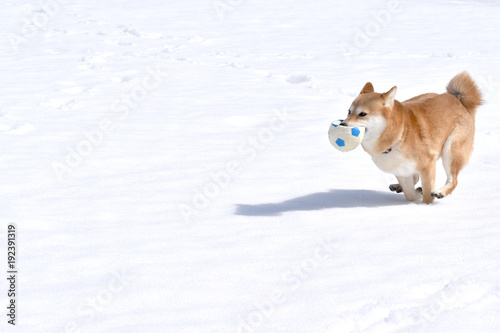 柴犬・雪・ボール遊び