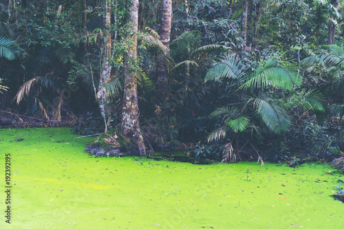 part of deep tropical fores...