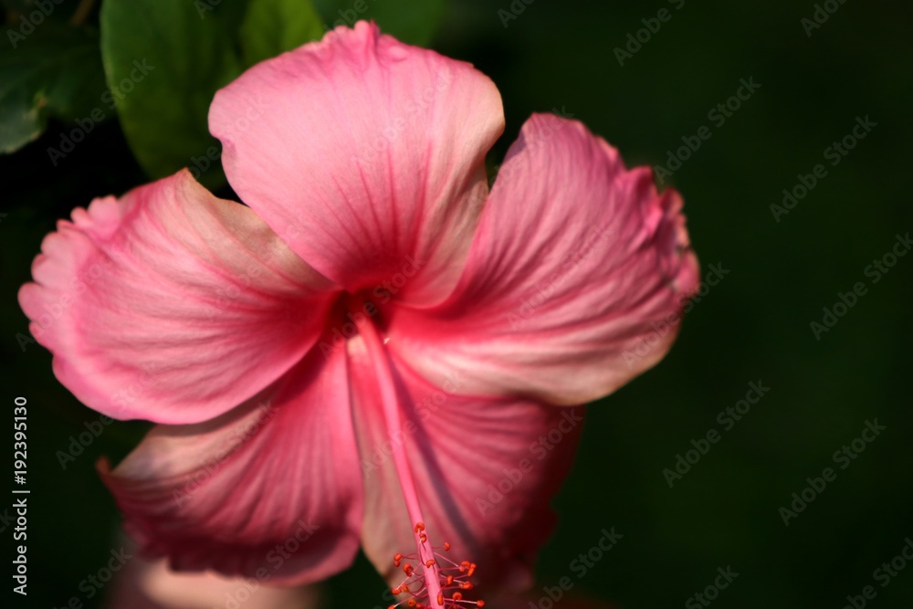 Naklejka premium hibiscus flowers in tropical