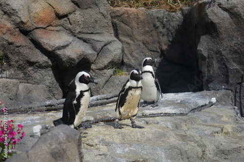 三匹のペンギン