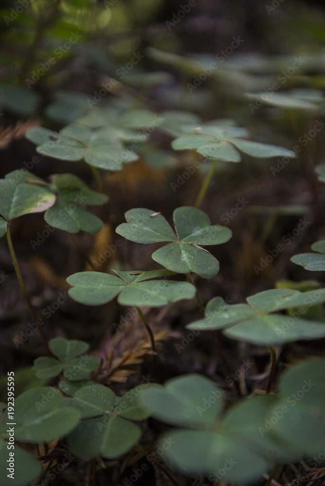 Redwood National Park Clovers Field Redwood National Park Clovers Field