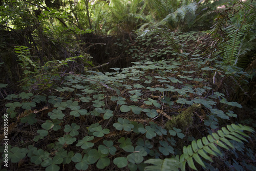 Redwood National Park Clovers Field