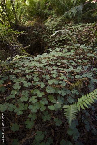 Redwood National Park Clovers Field