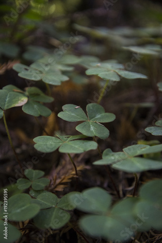 Redwood National Park Clovers Field