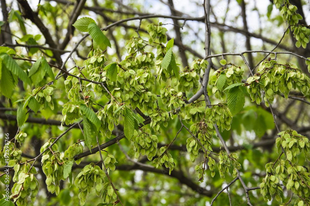 Fototapeta premium The green fruit, round wind-dispersed samara of the elm (Ulmus) in the spring