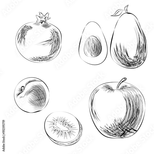 Hand-drawn fruits without color. Pencil drawing. Pomegranate, apple, kiwi, apricot, avocado.