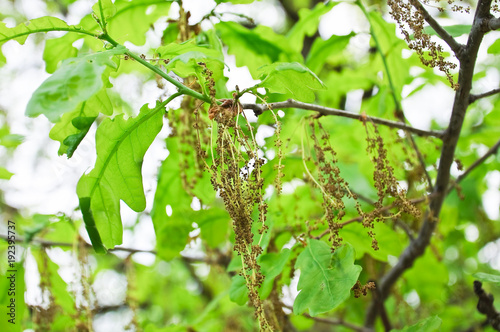 Flowering common oak or pedunculate oak (Quercus robur) in spring