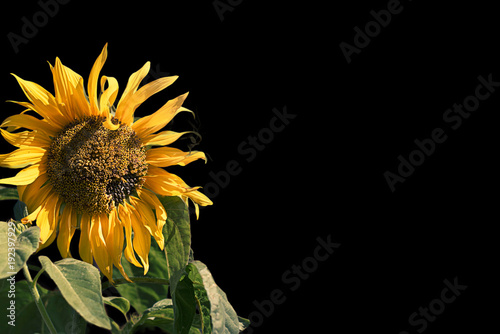 Bright flower of a sunflower on a black background.