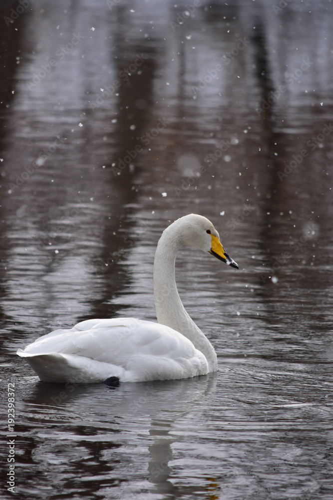 雪の川の一羽の白鳥