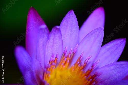 blooming pink lotus flower close up