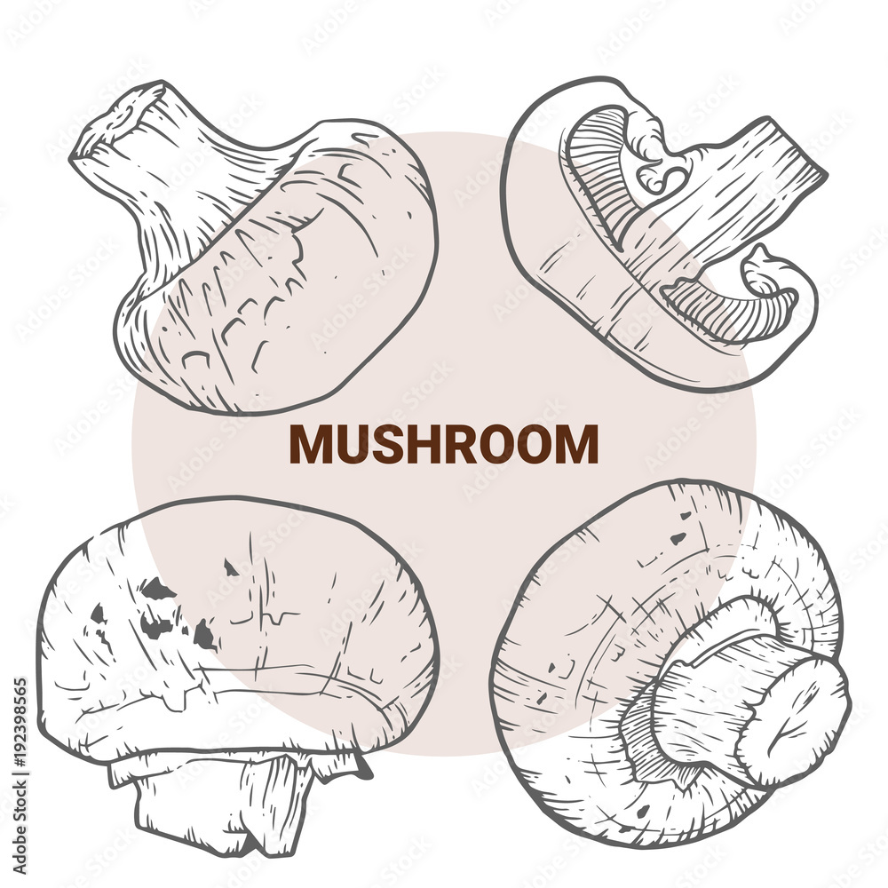 Champignon hand drawn vector illustration. Sketch mushroom drawing isolated on white background. Organic vegetarian product. Great for menu, label, product packaging, recipe Champignon hand drawn vector illustration. Sketch mushroom drawing isolated on white background. Organic vegetarian product. Great for menu, label, product packaging, recipe