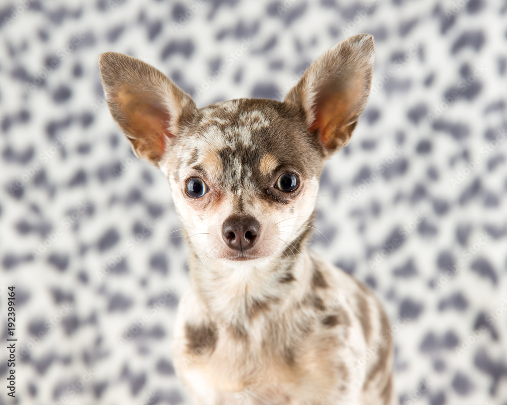 Lilac merle chihuahua dog on spotty background looking at camera