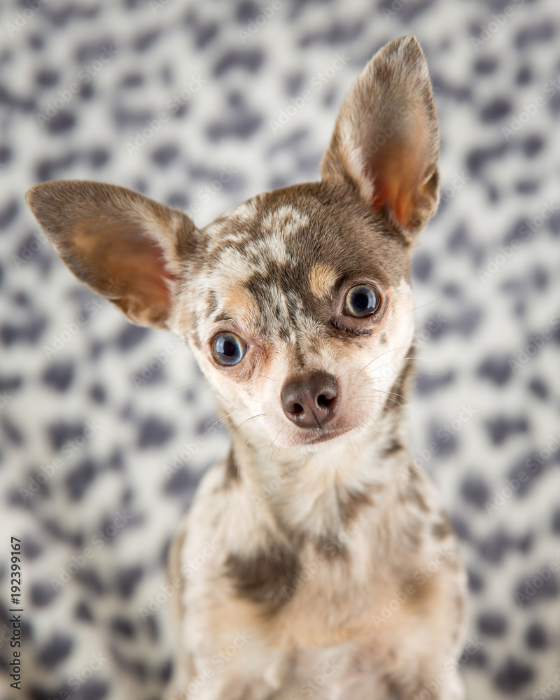 Lilac merle chihuahua dog on spotty background looking at camera