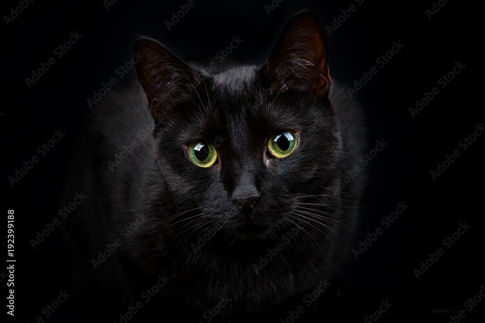 Black cat on black background