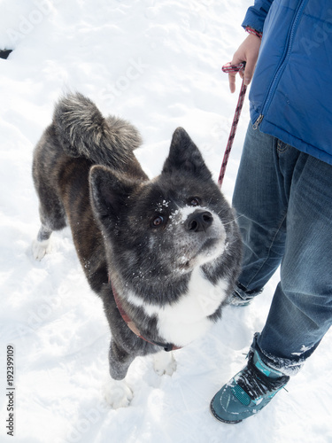 秋田犬