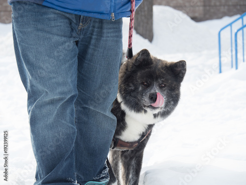 秋田犬