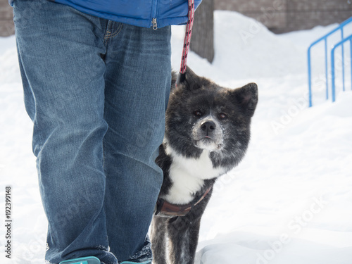 秋田犬