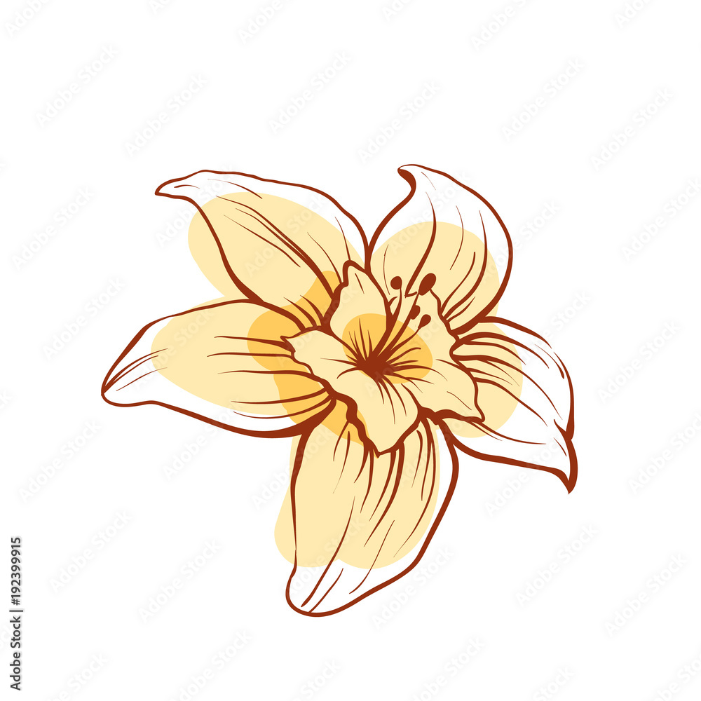 Obraz premium Vanilla flower icon isolated on white background. Exotic asian spice for dessert or parfum industry vector illustration.