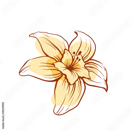 Vanilla flower icon isolated on white background. Exotic asian spice for dessert or parfum industry vector illustration.