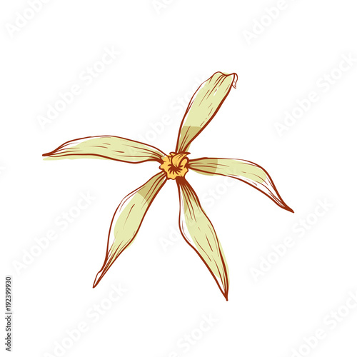 Beautiful vanilla flower icon isolated on white background. Exotic asian spice for dessert or parfum industry vector illustration.