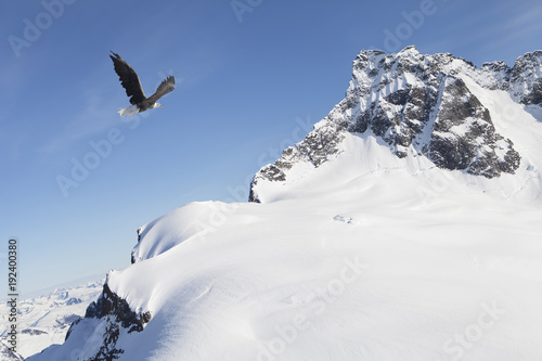 Eagle flying near snow covered mountains