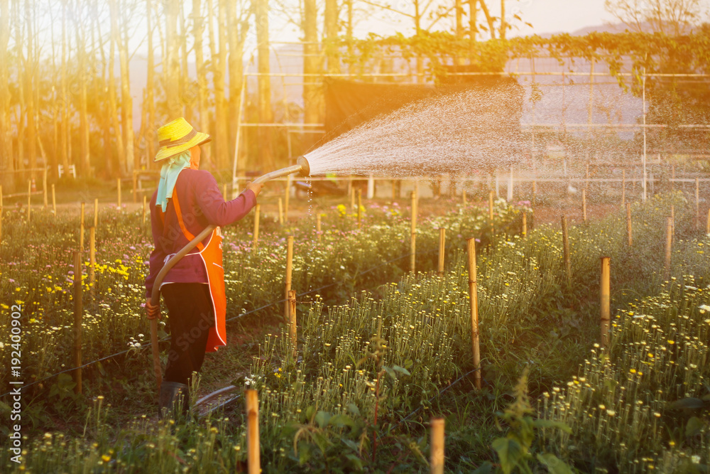 Fototapeta premium Watering flowers in the evening.