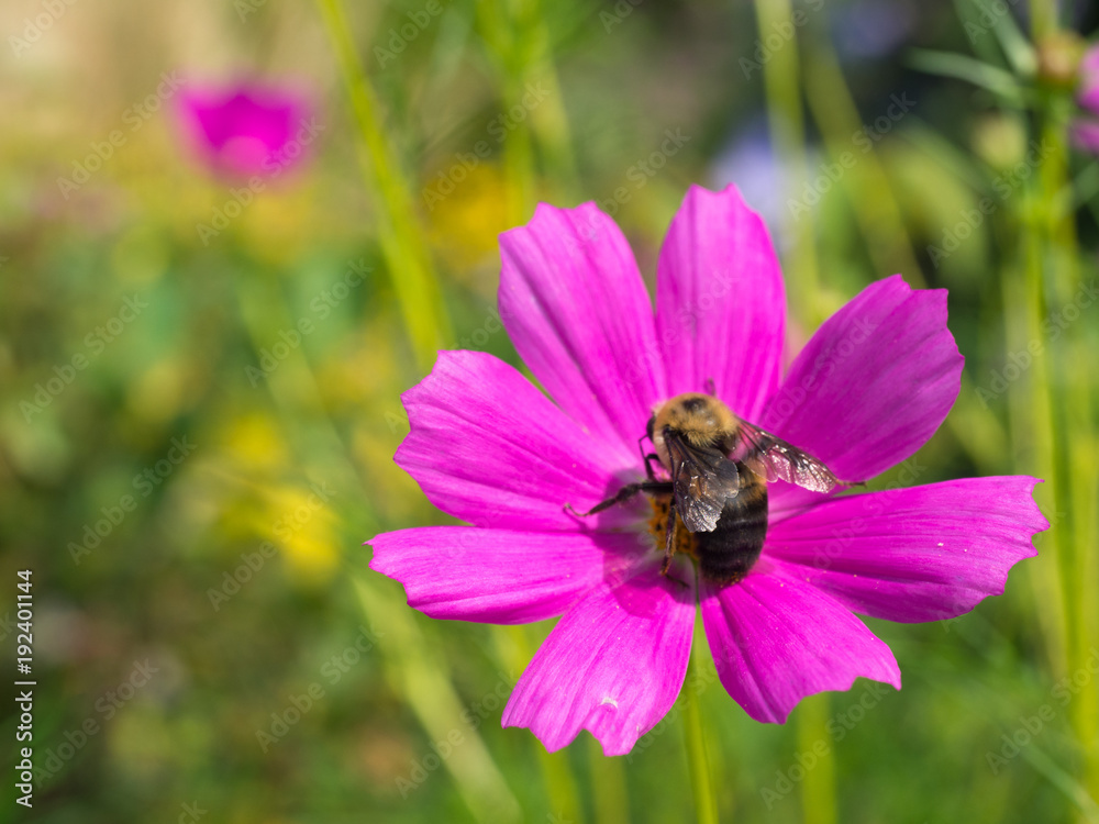 Bumble Bee on bright pink flower at wave hill garden Bumble Bee on bright pink flower at wave hill garden