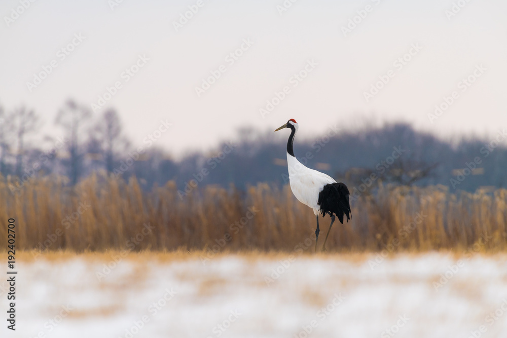Fototapeta premium Red-crowned crane bird