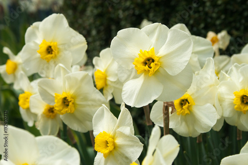 Fototapeta Naklejka Na Ścianę i Meble -  White and yellow daffodils in full bloom in Central Park
