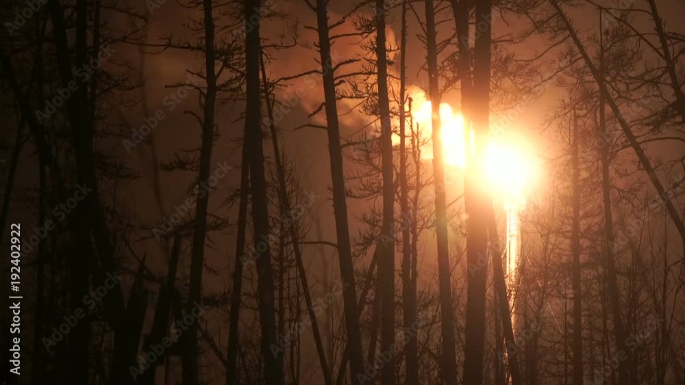 An oil torch shot from the forest. Extraction and production. gas, oil. High, bright flame. Night. Frosty winter. Siberia. A magical sight. Torch on the right An oil torch shot from the forest. Extraction and production. gas, oil. High, bright flame. Night. Frosty winter. Siberia. A magical sight. Torch on the right
