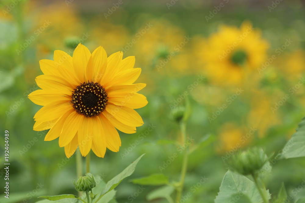 Sunflower Garden Sunflower Garden
