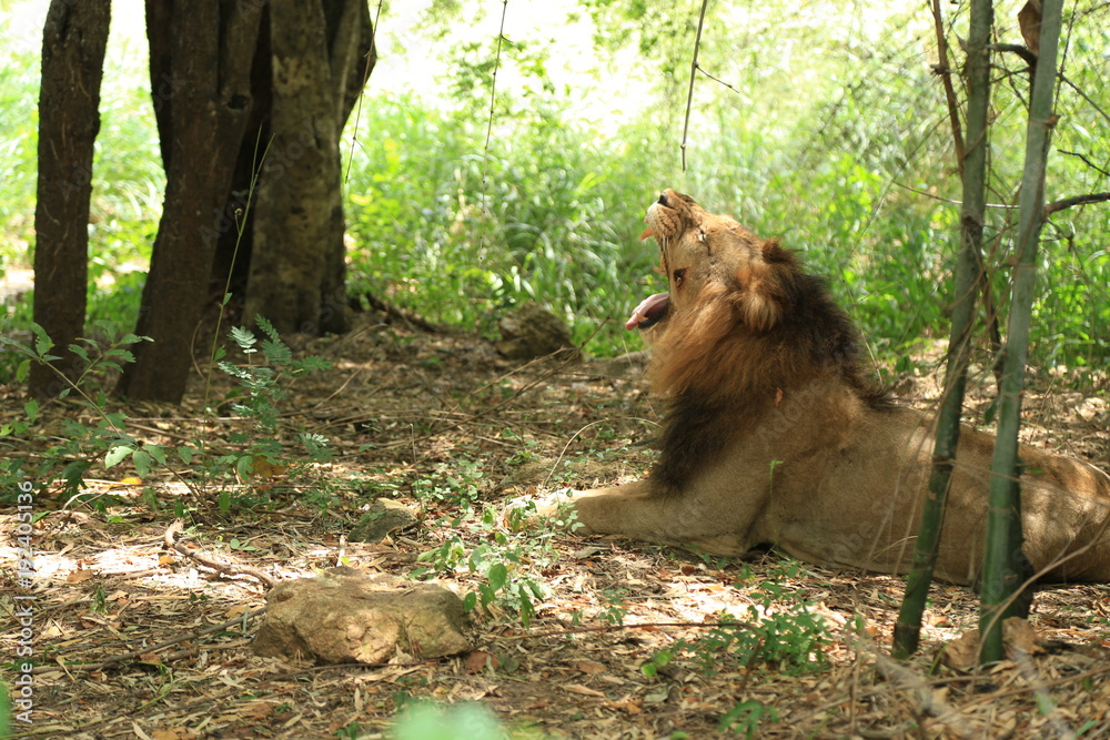 Naklejka premium Roaring Lion in Jungle