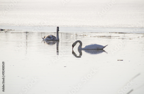 swans on the pond © Мария Балахонцева