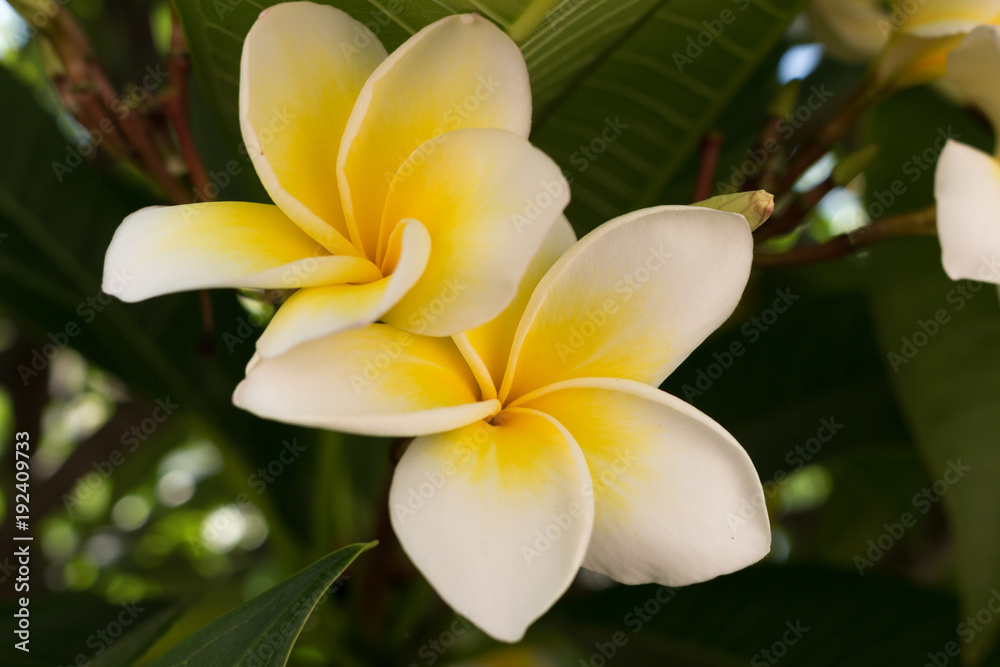 Fototapeta premium Beautiful flowers of frangipani.