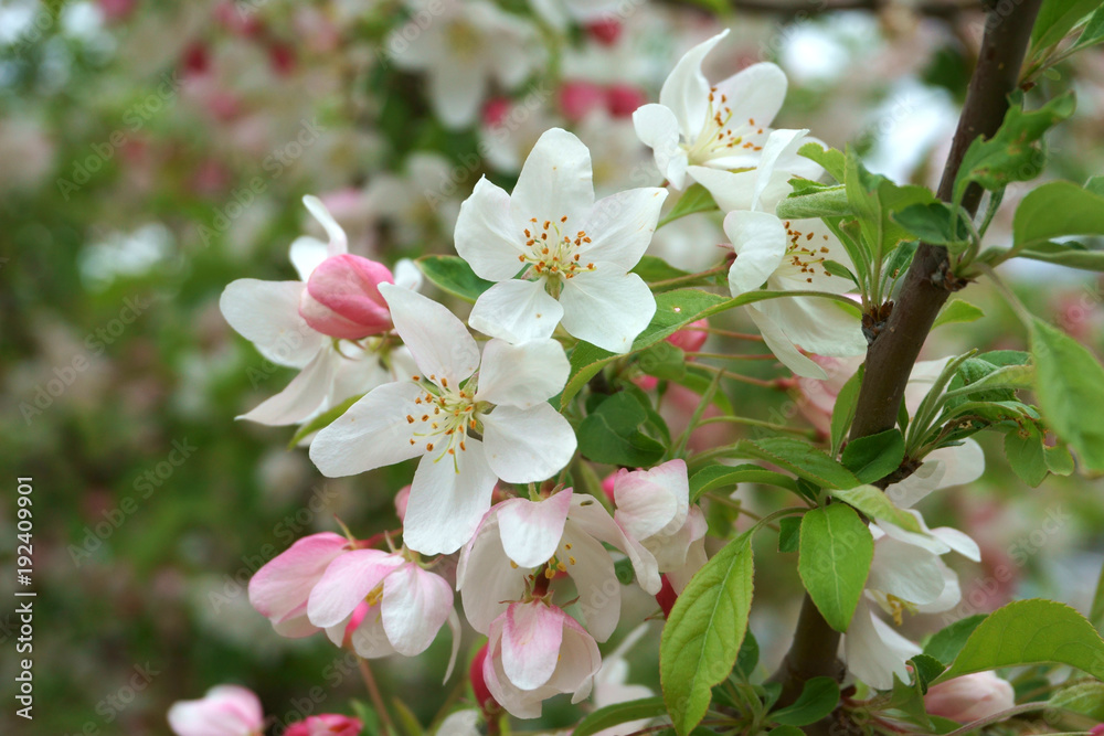 selective focus on one branch of white cherry blossom selective focus on one branch of white cherry blossom