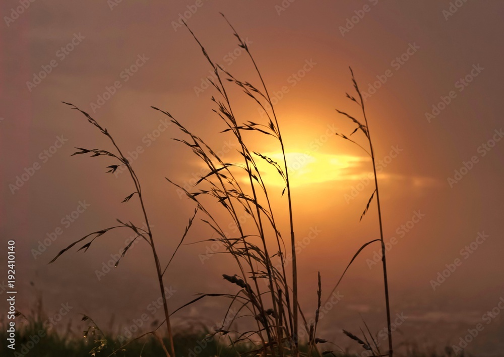 Obraz premium sunburnt