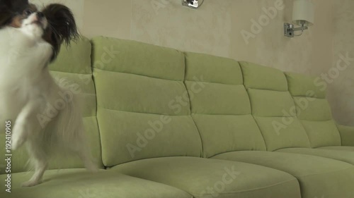 Dog Papillon funny jumps on couch slow motion stock footage video photo