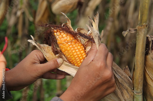 hand holding corn