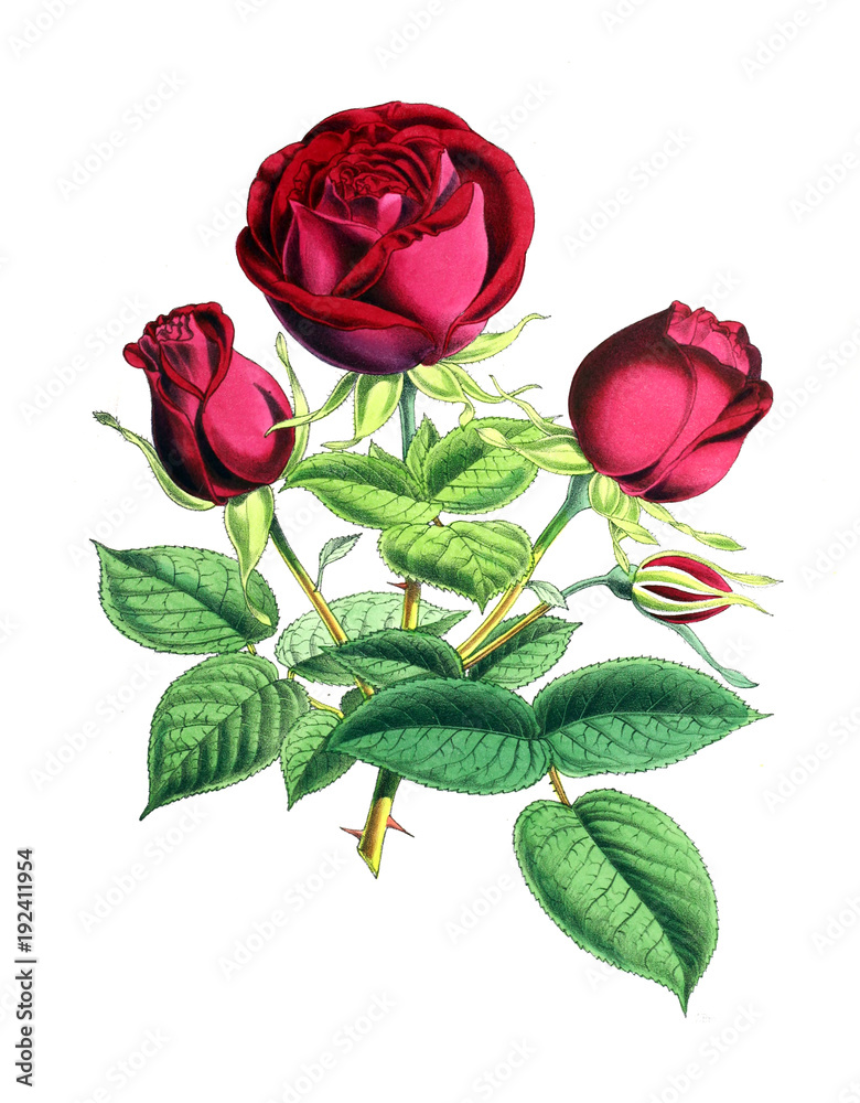Fototapeta premium Illustration of a flower