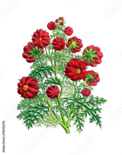 Wallpaper Mural Illustration of a flower Torontodigital.ca