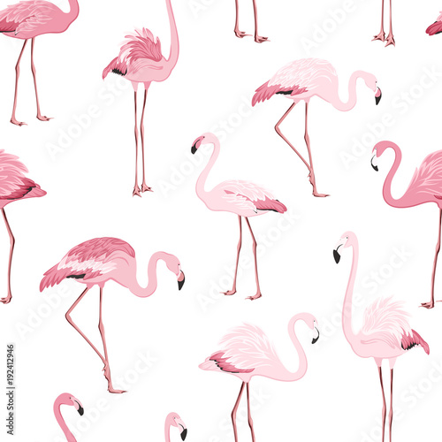 Pink red exotic flamingo birds species seamless pattern. Detailed feather drawing. Standing moving leaning postures. Isolated on clean white background. Africa America continents fauna.