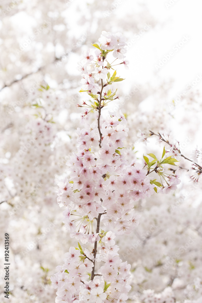 桜