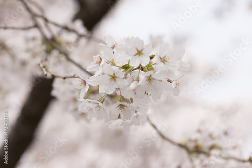 桜 © ローズマリー