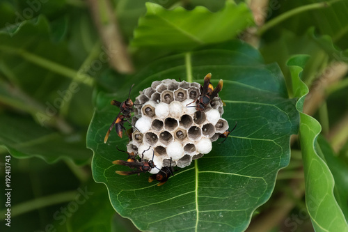 Hornet Nest