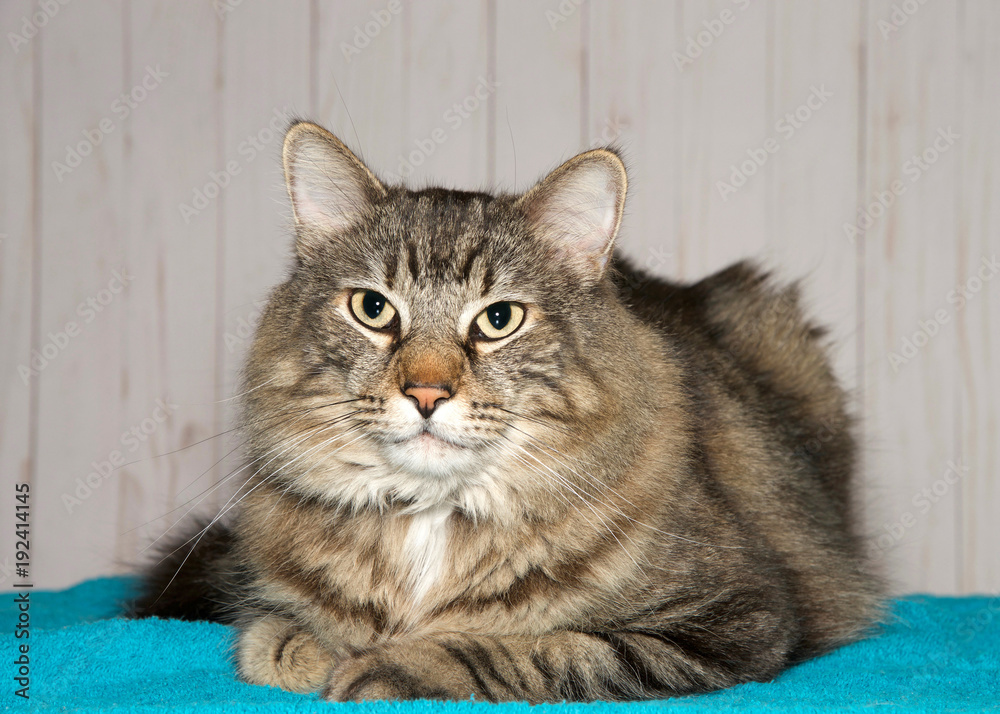 One Maine Coon cat on a turquoise blanket, one of the largest domesticated breeds of cat. It has a distinctive physical appearance and valuable hunting skills. One Maine Coon cat on a turquoise blanket, one of the largest domesticated breeds of cat. It has a distinctive physical appearance and valuable hunting skills.