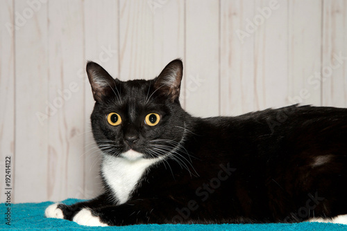 One black and white tuxedo cat laying on a turquoise blanket looking at viewer. A bicolor cat or piebald cat is a cat with white fur combined with fur of some other color, for example black or tabby.